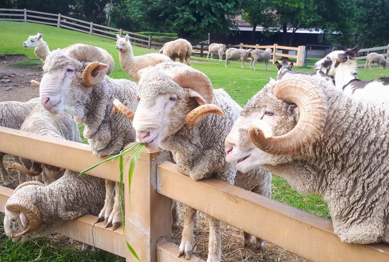 Merino sheep in the farm