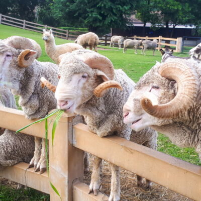 Merino sheep in the farm